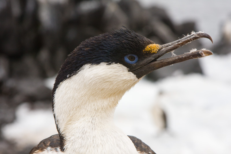 Antarctic Shag